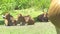 Herd of cows and bulls lying on green grass on summer pasture. Cows relaxing on farming field in livestock pasture at