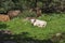 A herd of cows and a calf grazing on grass in front of a forest. Travel concept hiking. North District Israel