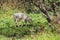 A herd of cows and a calf grazing on grass in front of a forest. Travel concept hiking. North District Israel