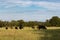 Herd of cows and calves in afternoon sun