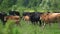 A herd of cows with calves graze in the meadow on a warm sunny summer day. Cow in different colors: brown, black and