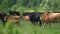 Herd of cows with calves graze in the meadow on a warm sunny summer day. Cow in different colors: brown, black and