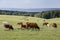 Herd of cows and calves grazing on a green meadow