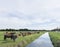 Herd of cows and calves in green grassy meadow reflected in water of dutch canal near Houten and Utrecht