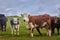 Herd of cows and calves Inquisitive Limousin, on a ranch