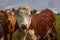 Herd of cows and calves Inquisitive Limousin, on a ranch