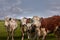 Herd of cows and calves Inquisitive Limousin, on a ranch