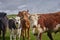 Herd of cows and calves Inquisitive Limousin, on a ranch