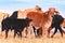 Herd with cows and calves on the pasture of a farm