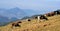 Herd of cows in the Carpathian Mountains