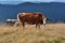 Herd of cows chewing grass on lawn high in mountains