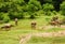 Herd of cows in china countryside