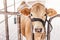 Herd of cows close-up on American Thai Brahman cows in cowshed on dairy farm. Agriculture Industry.