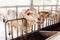 Herd of cows close-up on American Thai Brahman cows that standing in cowshed on dairy farm. Agriculture Industry.