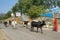 Herd of cows with colored horns on the streets of Rajasthan