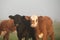 Herd of cows in the countryside of Uruguay