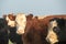 Herd of cows in the countryside of Uruguay