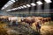 Herd of cows in cowshed