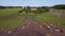 Herd of Cows czech Pasture Countryside Meadow Magic aerial top view flight drone