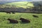 Herd of cows in Dartmoor