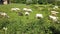 Herd of cows of different breeds grazing peacefully in the green countryside in spring