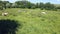 Herd of cows of different breeds grazing peacefully in the green countryside in spring