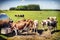 Herd of cows drinking water. Agricultural concept