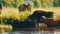 A herd of cows drinks water at a watering place in river and grazes in meadow in summer