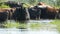 A herd of cows drinks water at a watering place in river and grazes in meadow in summer