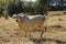 Herd of cows in a dry grass field. A cow is looking at the camera