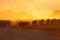 Herd of cows in the dust at sunrise