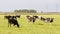 Herd of cows in a Dutch meadow