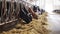 Herd of cows eating hay in cowshed on dairy farm