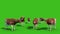 Herd of Cows Farm Animals Green Screen 3D Rendering Animation