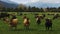 Herd of cows on a farm in New Zealand