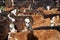 Herd of cows at farm on sunny day