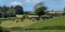 A herd of cows on a fenced pasture on a sunny spring day. Livestock farm. Cows on free grazing. Organic farm in Ireland, green