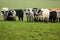 A herd of cows in a field