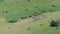 Herd of cows in the field, aerial drone view. Cows grazing in fields. Shepherds grazes herd of cows at countryside. Agriculture co