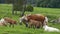 Herd of cows in a field with a baby suckling its mother in summer