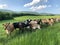 Herd of cows in field curious and posing for their picture