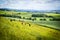 A herd of cows in the fields of Scotland,Scottish summer landscape, East Lothians, Scotland, UK