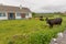 Herd of cows in a front yard in Ireland. Cow farm in Ireland