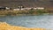 Herd of cows and goats walking along river.