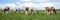 Herd of cows graze in a field, oncoming walking towards the viewer, and a beautiful sky