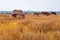 Herd of cows graze in grasslands in hilly landscapes and meadows on clear days