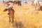 Herd of cows graze in grasslands in hilly landscapes and meadows on clear days