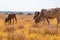 Herd of cows graze in grasslands in hilly landscapes and meadows on clear days