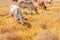 Herd of cows graze in grasslands in hilly landscapes and meadows on clear days