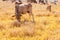 Herd of cows graze in grasslands in hilly landscapes and meadows on clear days